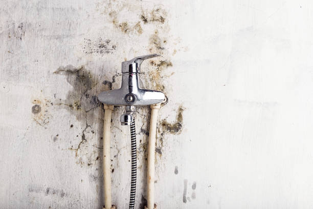 Best Emergency Mold Remediation in Mount Vernon, OH