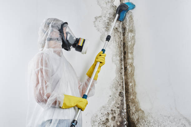 Best Mold Remediation for Schools in Mount Vernon, OH