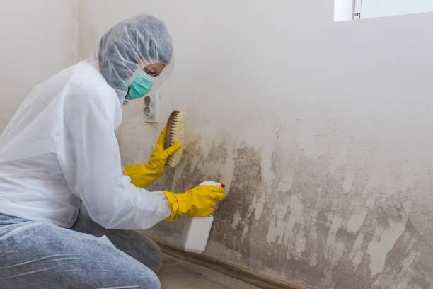 Best Localized Mold Remediation (e.g., coastal areas, humid climates) in Mount Vernon, OH