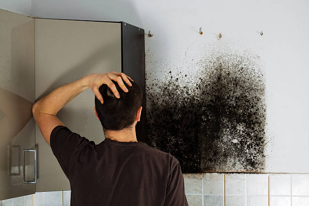 Best Basement Mold Remediation in Mount Vernon, OH